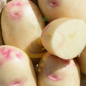 Organic King Edward potato seed, early-season heirloom variety from SeedsNow-Potatoes, shown as a fresh seed potato.
