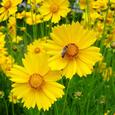 Flowers - Coreopsis, Lanceleaf - SeedsNow.com