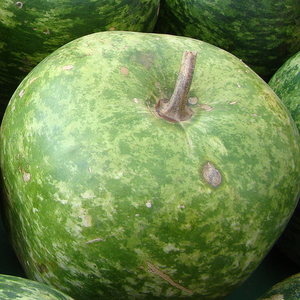 Large apple gourd seeds from SeedsNow, showing the seeds in a natural setting for planting or decorative use.