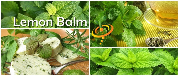 Lemon Balm.