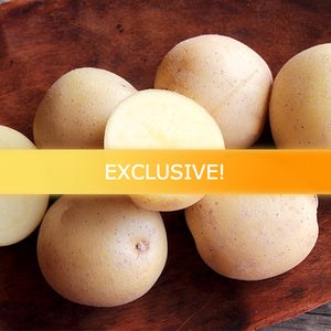 Organic Malou early-season potato seed from SeedsNow-Potatoes, showing fresh, healthy potato tubers for planting.