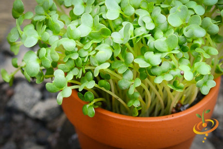 Fresh green mustard and mizuna microgreens sprouting from SeedsNow, showcasing vibrant, leafy microgreens on a clean background.