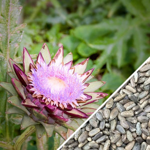 Cardoon.