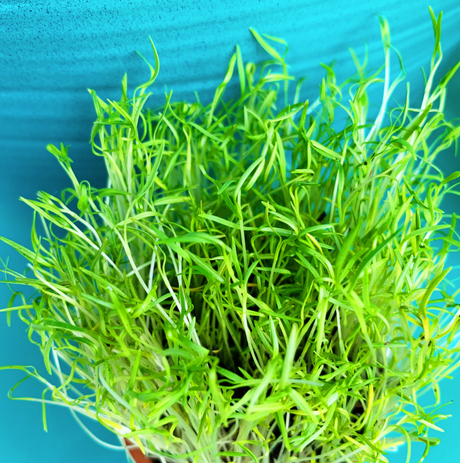 Sprouts/Microgreens - Carrots (Micro) - SeedsNow.com