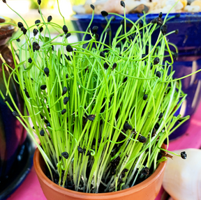 Organic chive seeds for sprouting and microgreens from SeedsNow, showing small garlic seed sprouts on a white background.