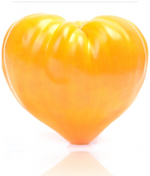 Tomato - Oxheart, Yellow (Indeterminate) - SeedsNow.com