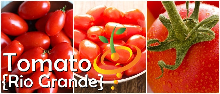 Tomato - Rio Grande [DETERMINATE].