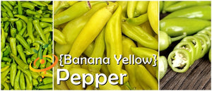 Pepper - Banana, Yellow.