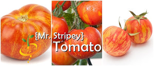 Tomato - Mr. Stripey [INDETERMINATE].