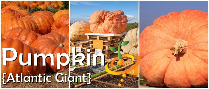 Pumpkin - Atlantic Giant.