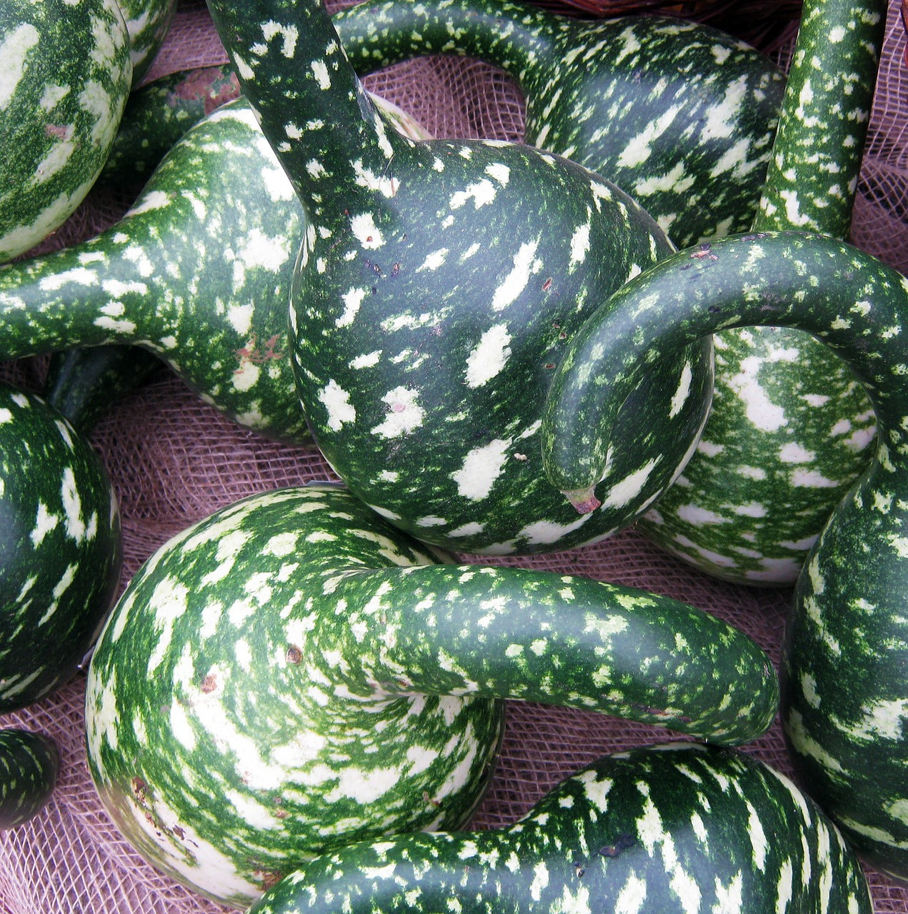 Speckled Swan gourd seeds from SeedsNow, showing a vibrant, speckled gourd with smooth, curved shape on a neutral background.