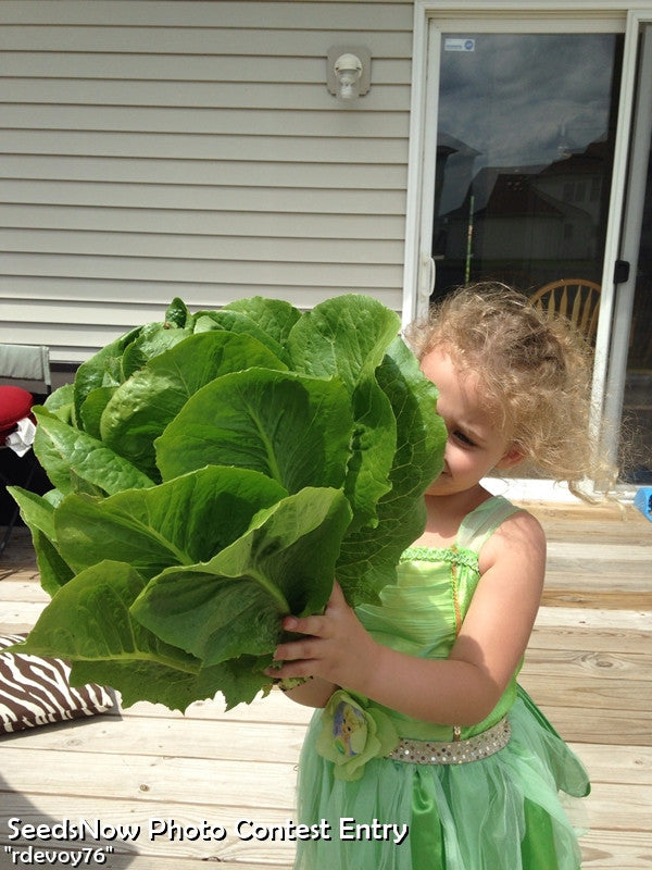 Lettuce - Romaine, Classic "Paris Island Cos".