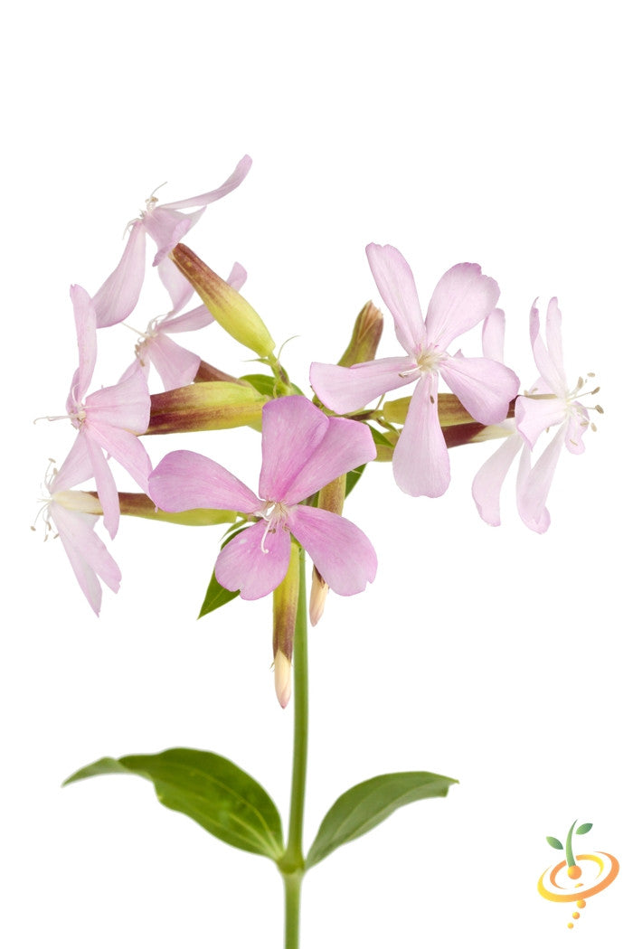 Flowers - Soapwort - SeedsNow.com