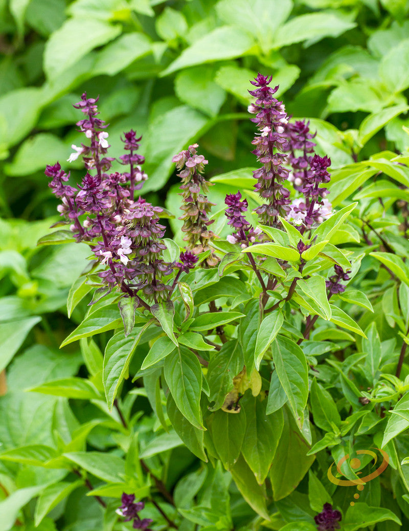 Basil - Licorice.