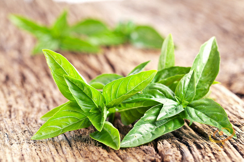 Basil - Italian Large Leaf.