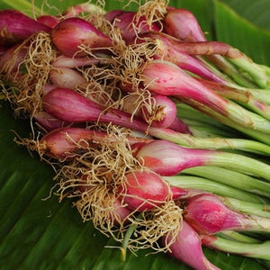 Onion - Crimson Forest (Bunching) - SeedsNow.com