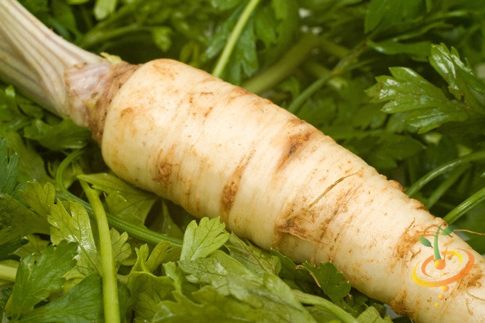 Carrot - Snow White, 7" Long - SeedsNow.com