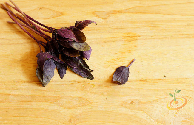 Basil - Red 'Velvet' Leaf.