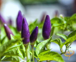 Pepper - Pretty Purple (HOT).