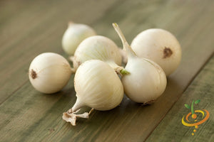 Onion - Barletta, Pearly White - SeedsNow.com