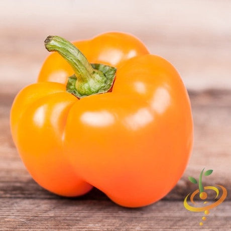 Pepper (Sweet) - Orange Horizon - SeedsNow.com