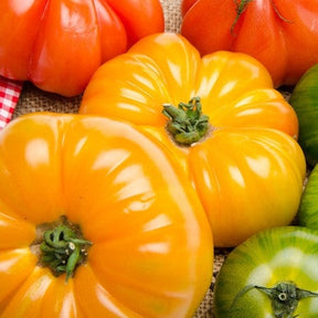 Yellow Beefsteak indeterminate tomato seeds from SeedsNow, with vibrant yellow tomato images and seed packets on a white background.