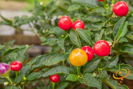 Close-up of Tepin hot pepper seeds from SeedsNow, showing small, reddish-brown seeds with a textured surface.