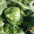 Lettuce - Crisphead - SeedsNow.com