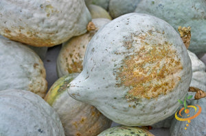 Squash (Winter) - Hubbard, Baby Blue - SeedsNow.com