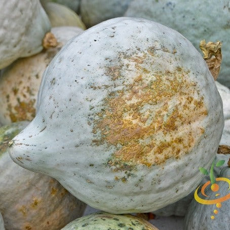 Squash (Winter) - Hubbard, Baby Blue - SeedsNow.com