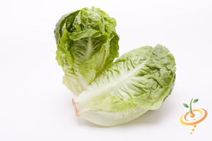 Lettuce - Little Gem.