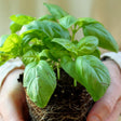 Basil, Genovese (Sweet Basil) - SeedsNow.com