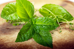 Basil - Italian Large Leaf.