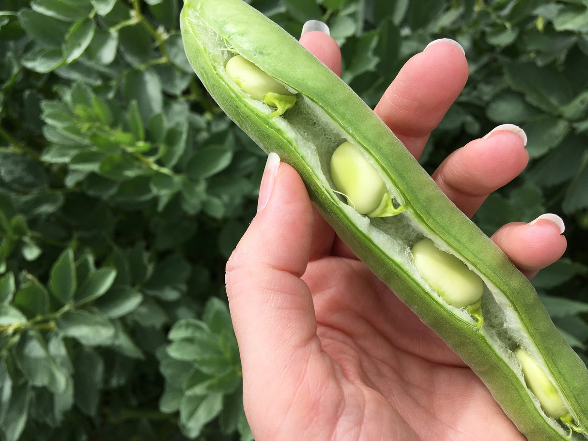 Bean, Fava/Broad - Aguadulce - SeedsNow.com