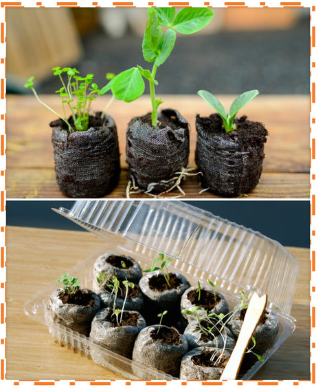 Free all-in-one seed starter kit with soil, seed trays, and gardening tools for planting and gardening indoors or outdoors.