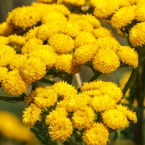 Fresh Tansy seeds from SeedsNow.com, small brown seeds with green foliage in the background.