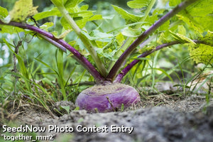 Turnip - Purple Top White Globe.