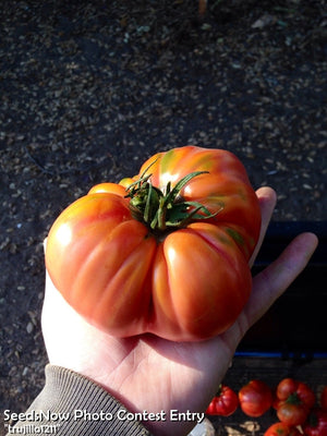 Tomato - Brandywine, Pink [INDETERMINATE].