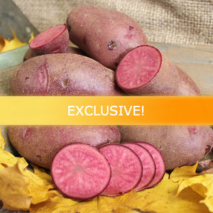 Vermillion mid-season fingerling potato seed from SeedsNow-Potatoes, showing small, elongated orange tubers with smooth skin.