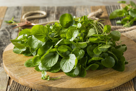 Watercress seeds from SeedsNow.com, small green seeds for growing fresh, nutritious watercress plants.