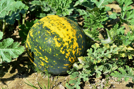 Red-flesh watermelon seeds from SeedsNow featuring moon and stars patterns, ideal for planting and growing watermelon plants.